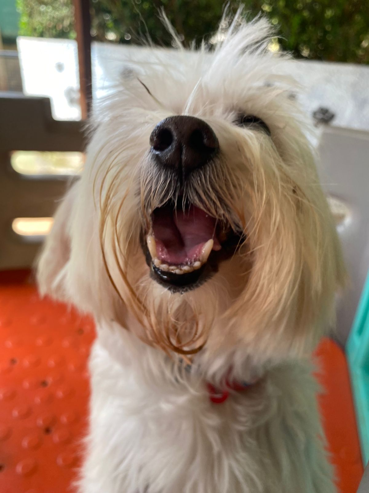 Foto do dia 20/02/2026 10:07  na clínica Animal House