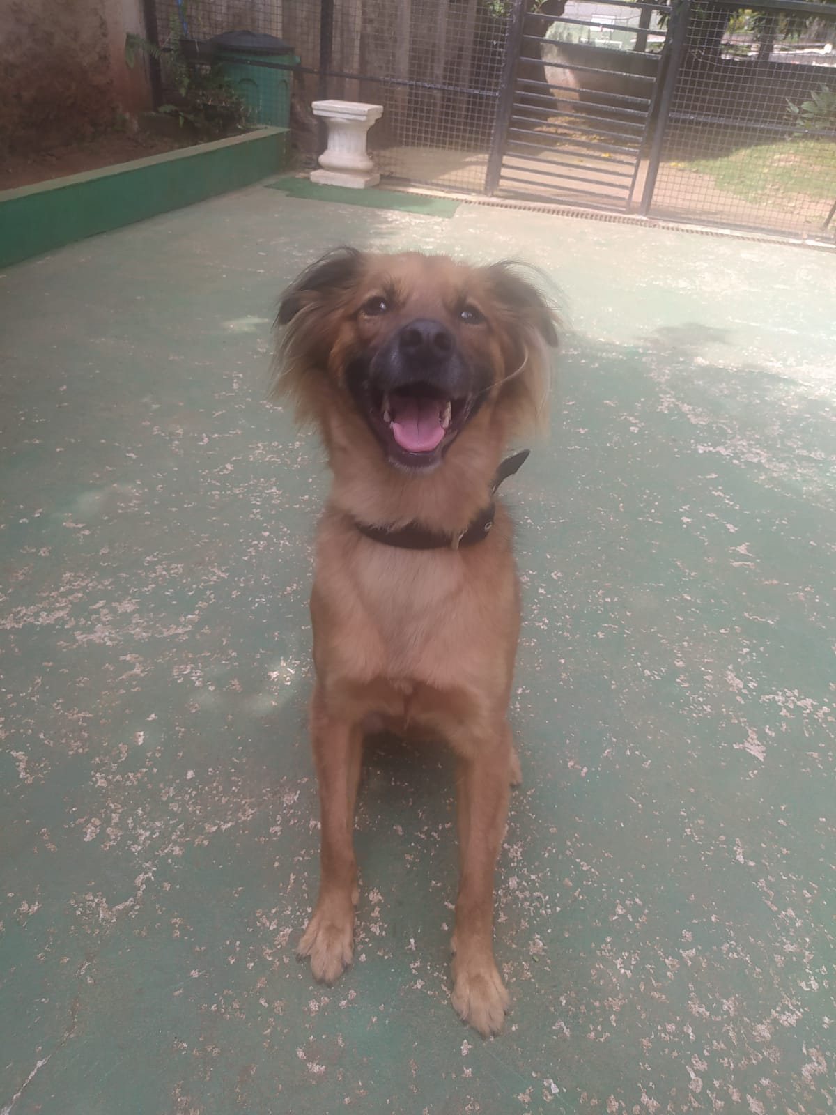 Foto do dia 20/02/2026 10:22  na clínica Animal House