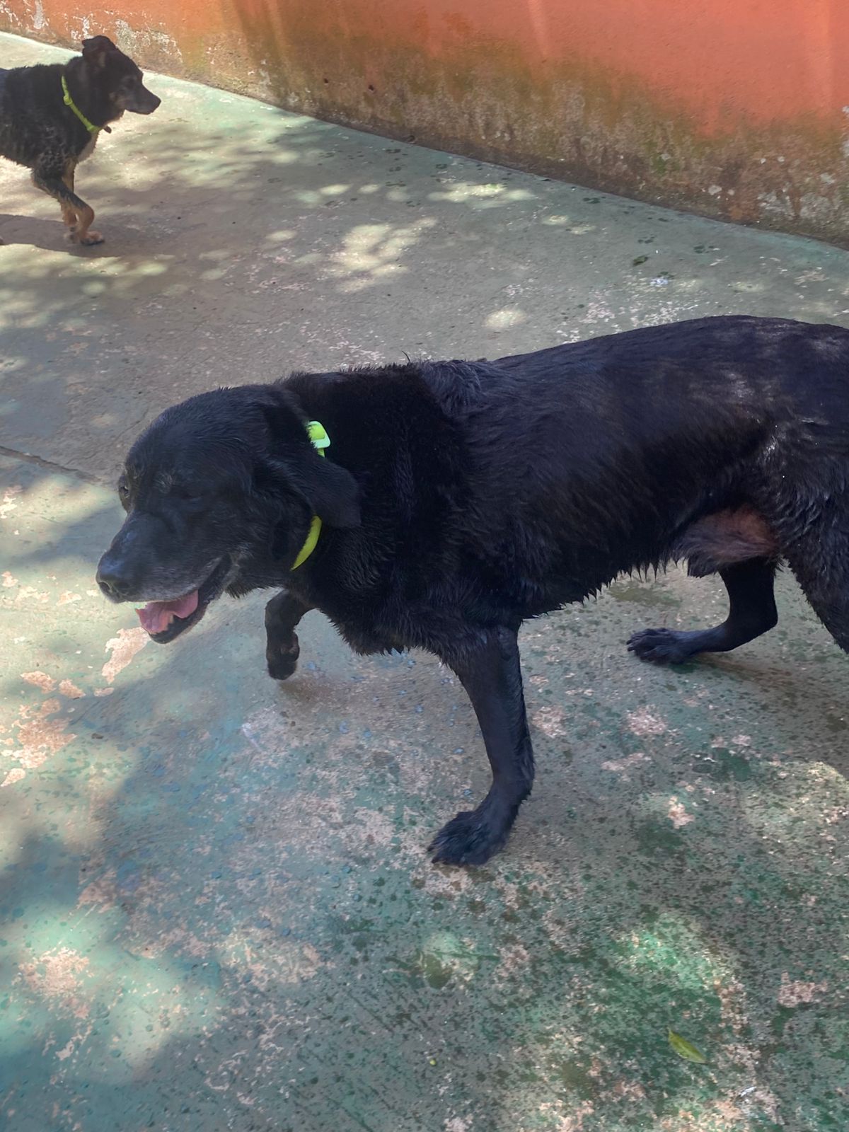 Foto do dia 20/02/2026 12:27  na clínica Animal House