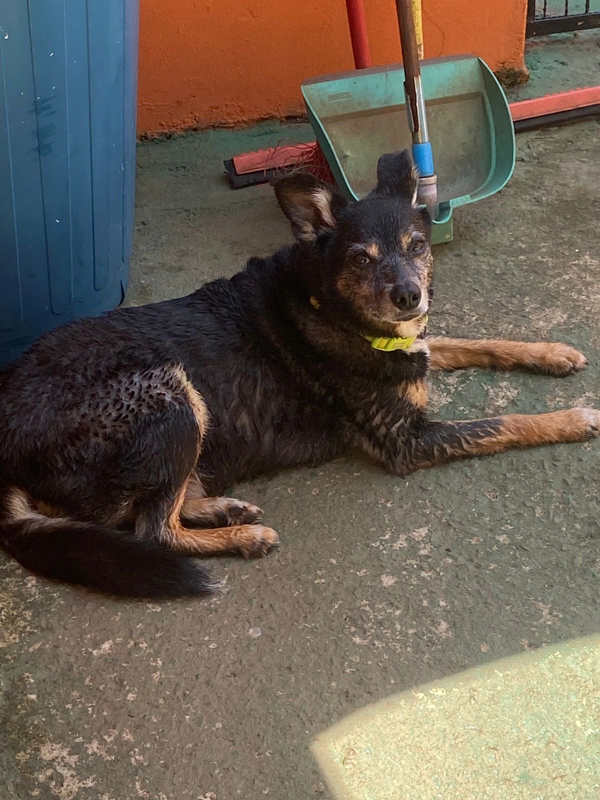 Foto do dia 20/02/2026 12:31  na clínica Animal House