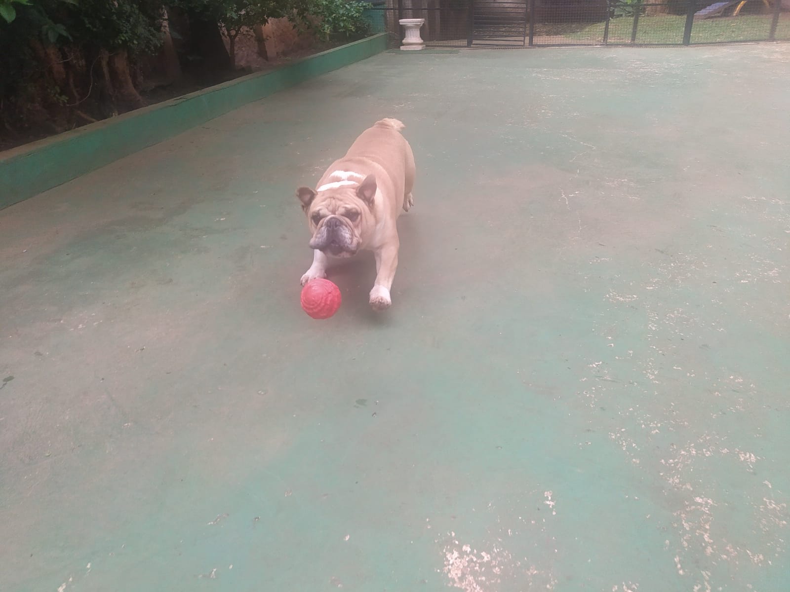 Foto do dia 23/02/2026 09:27  na clínica Animal House