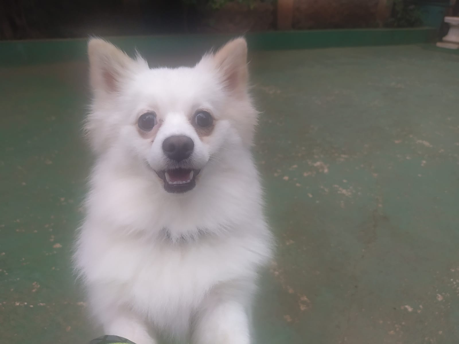 Foto do dia 23/02/2026 09:51  na clínica Animal House