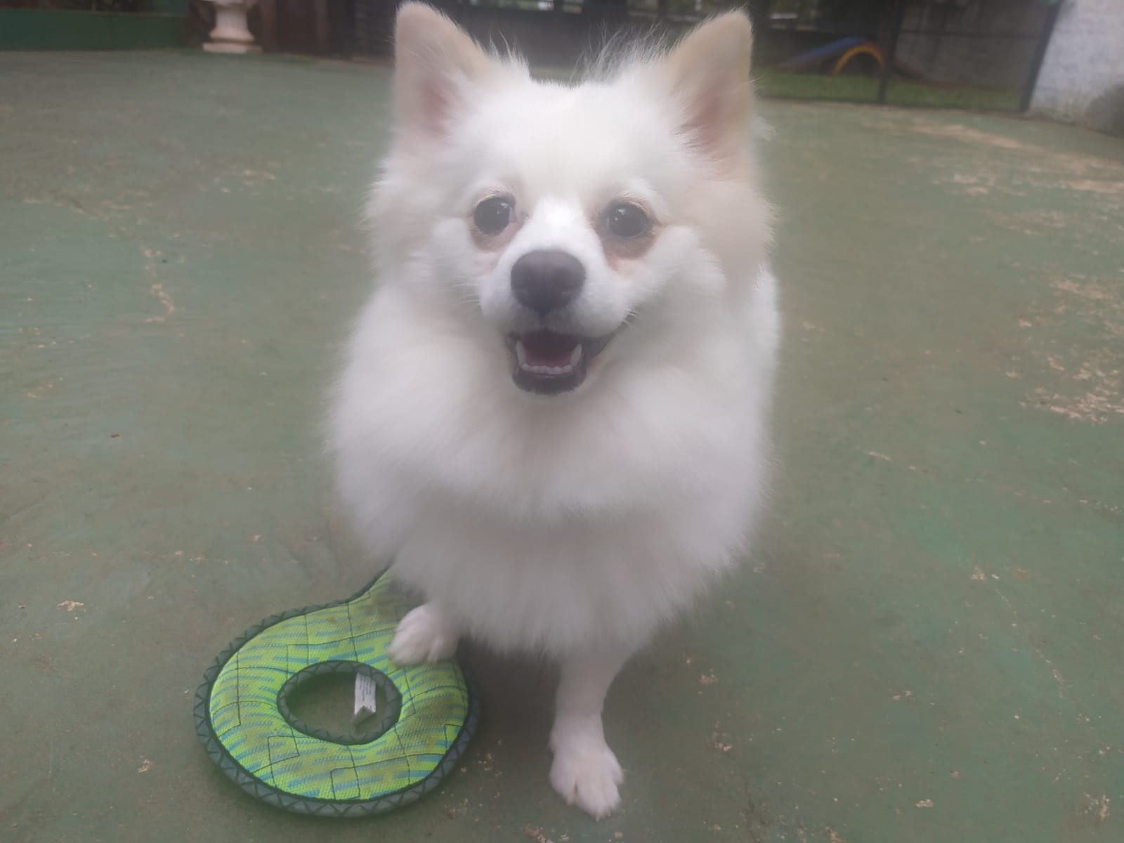 Foto do dia 23/02/2026 09:51  na clínica Animal House