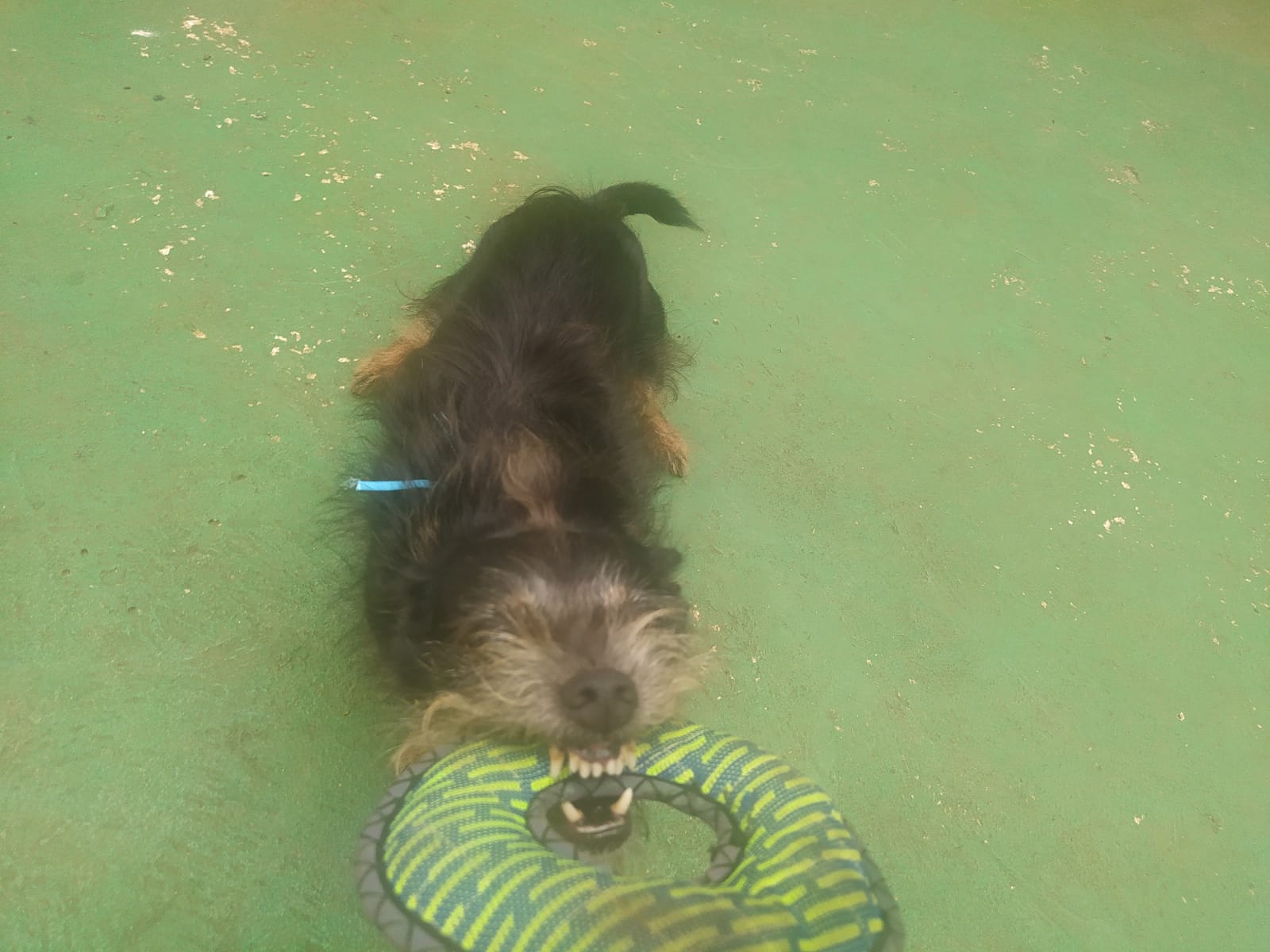 Foto do dia 23/02/2026 09:55  na clínica Animal House