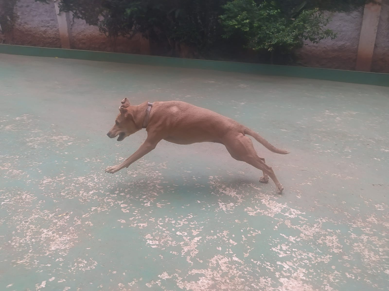 Foto do dia 23/02/2026 10:02  na clínica Animal House