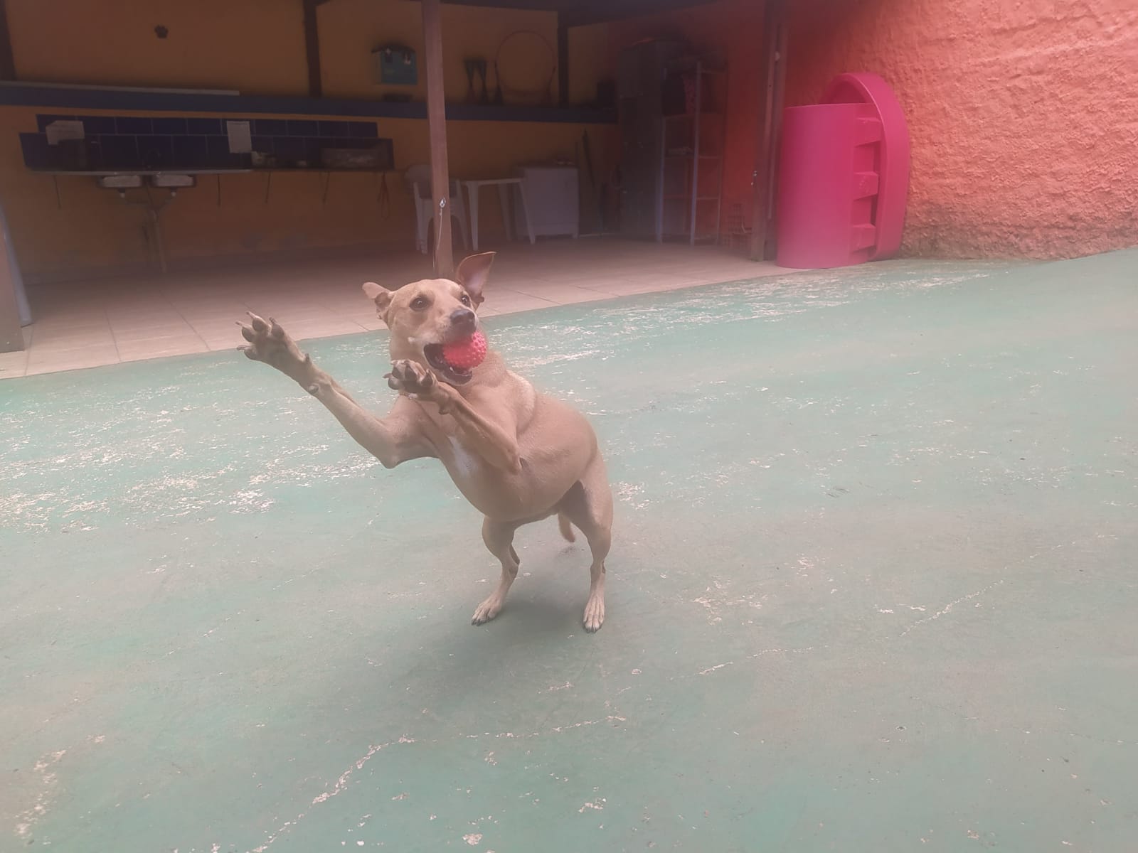 Foto do dia 23/02/2026 10:02  na clínica Animal House