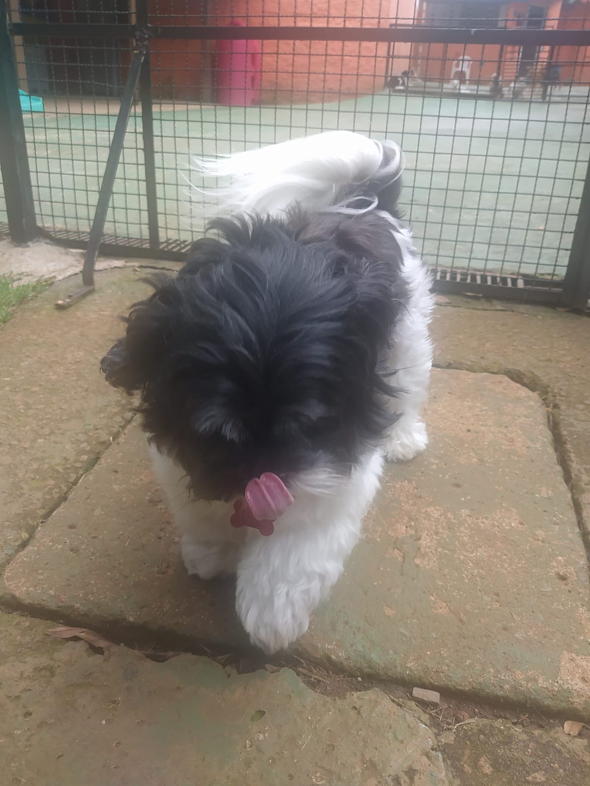 Foto do dia 23/02/2026 10:12  na clínica Animal House