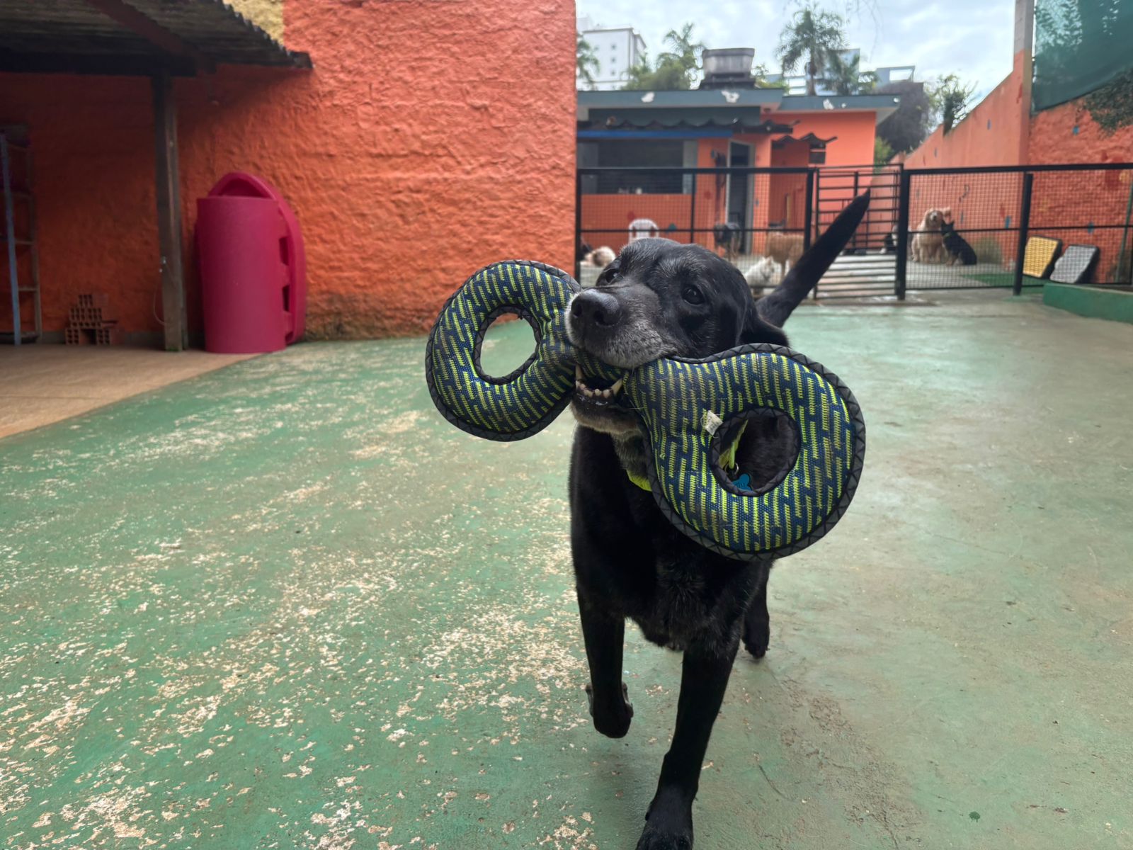 Foto do dia 24/02/2026 10:04  na clínica Animal House