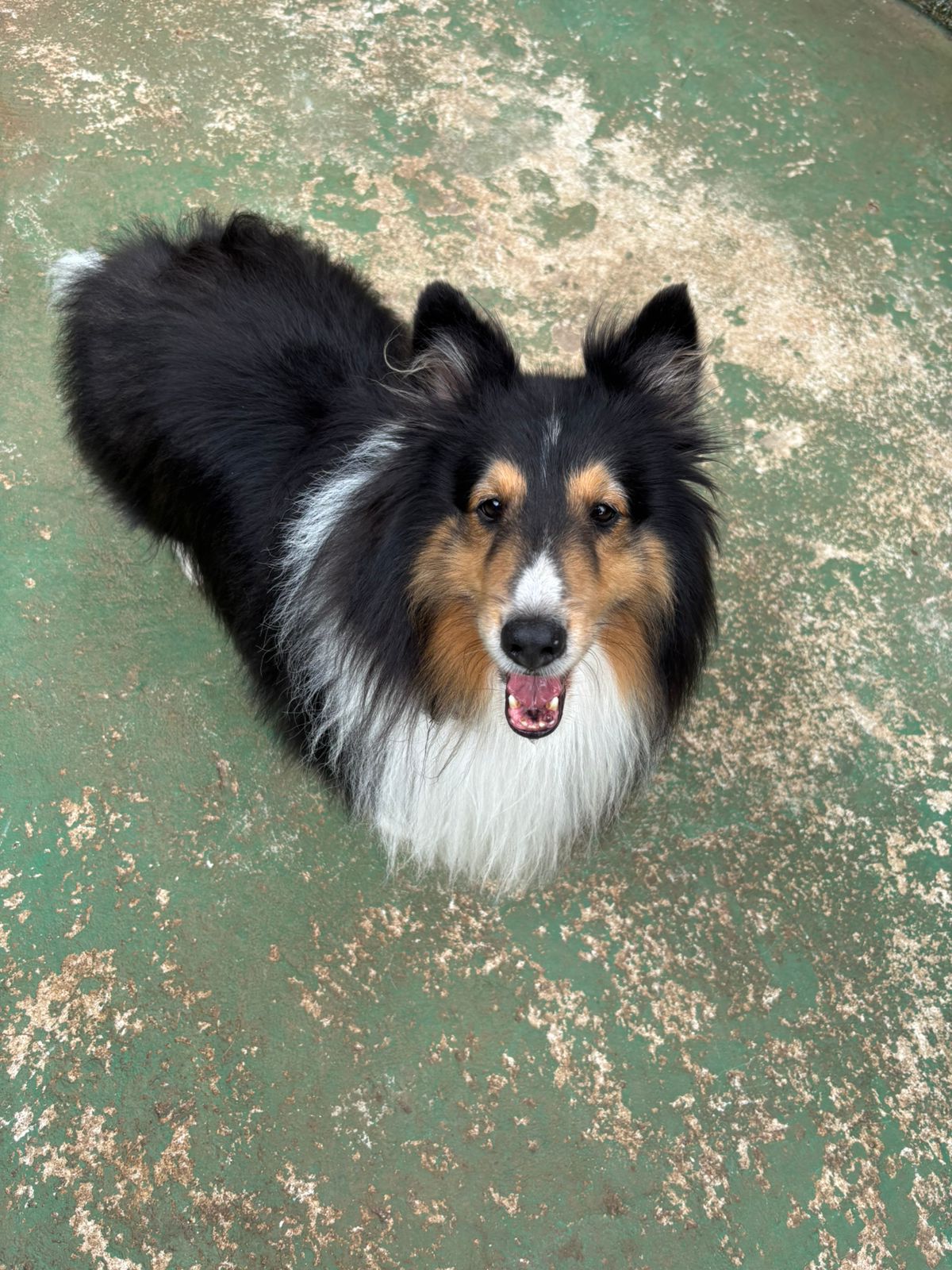 Foto do dia 24/02/2026 10:29  na clínica Animal House