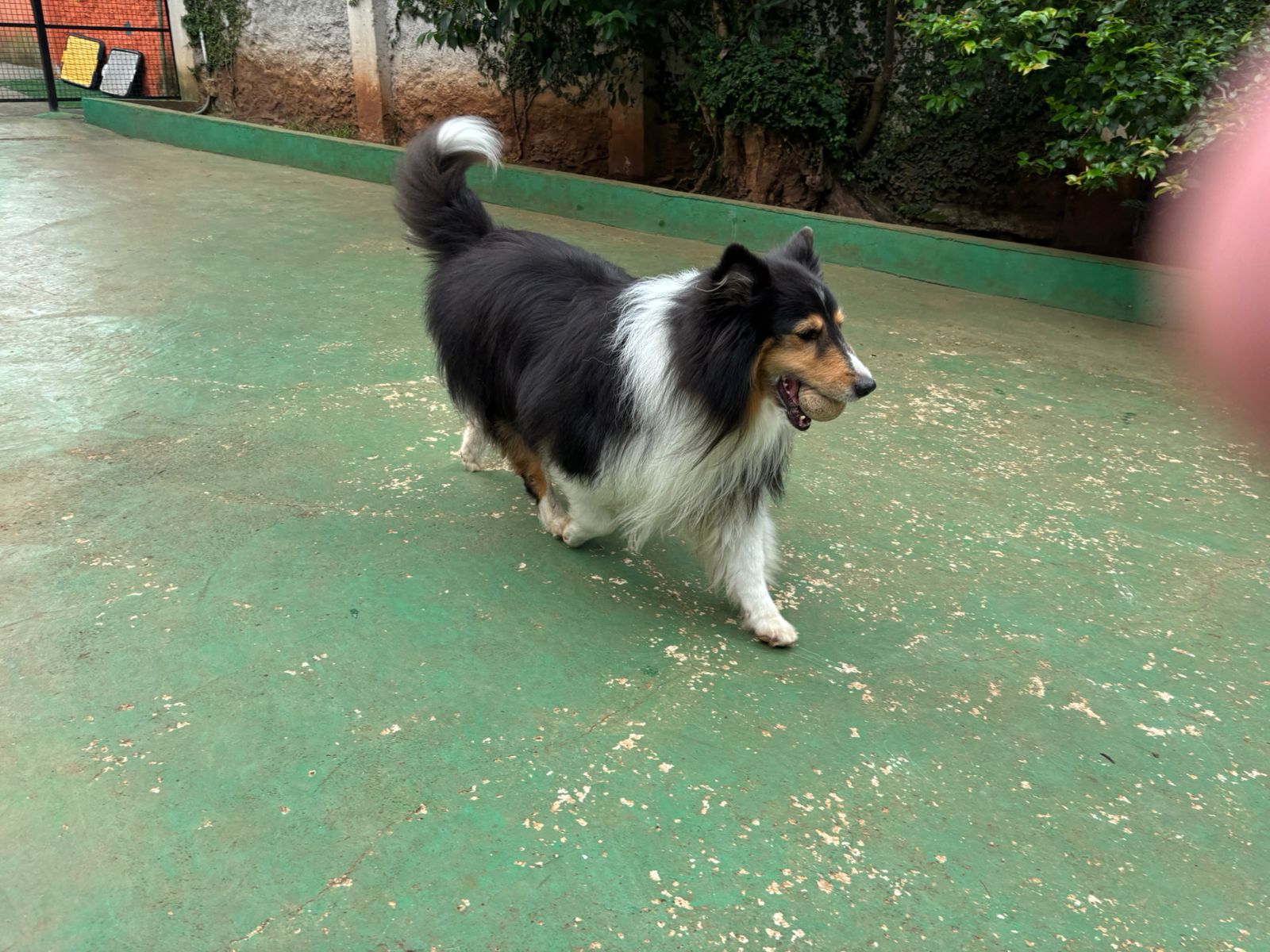 Foto do dia 24/02/2026 10:29  na clínica Animal House