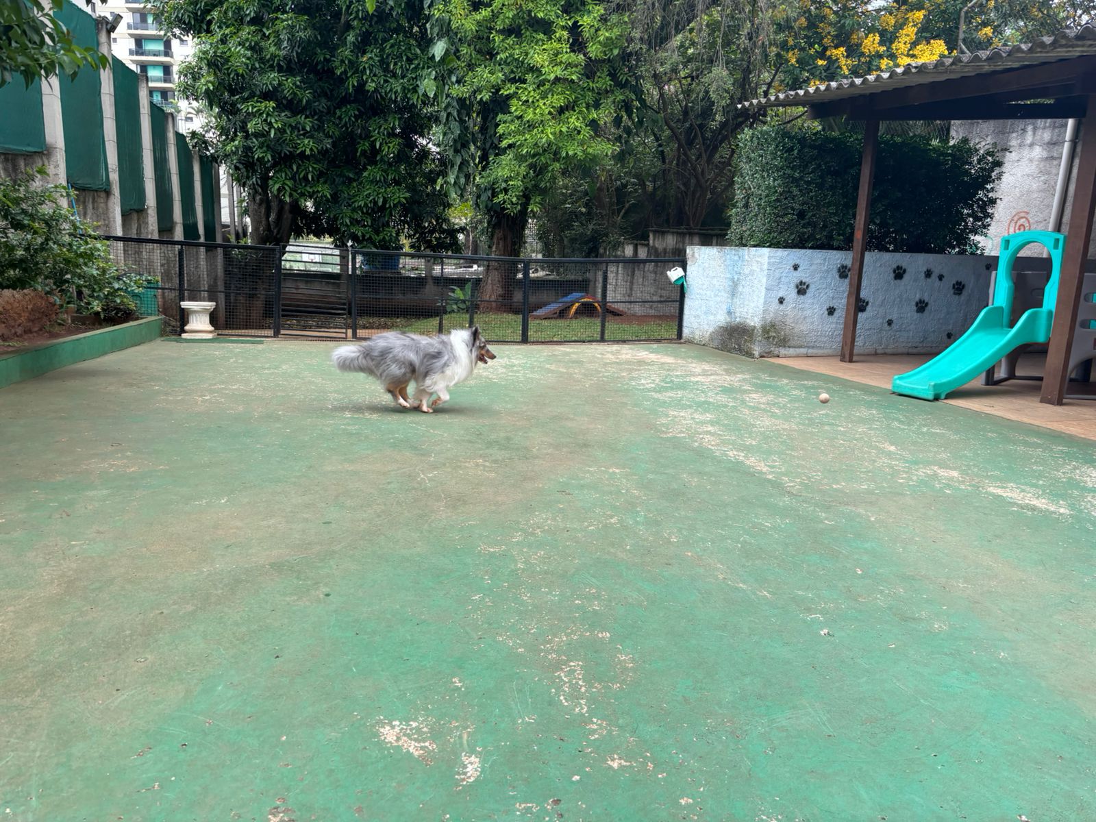 Foto do dia 24/02/2026 10:30  na clínica Animal House