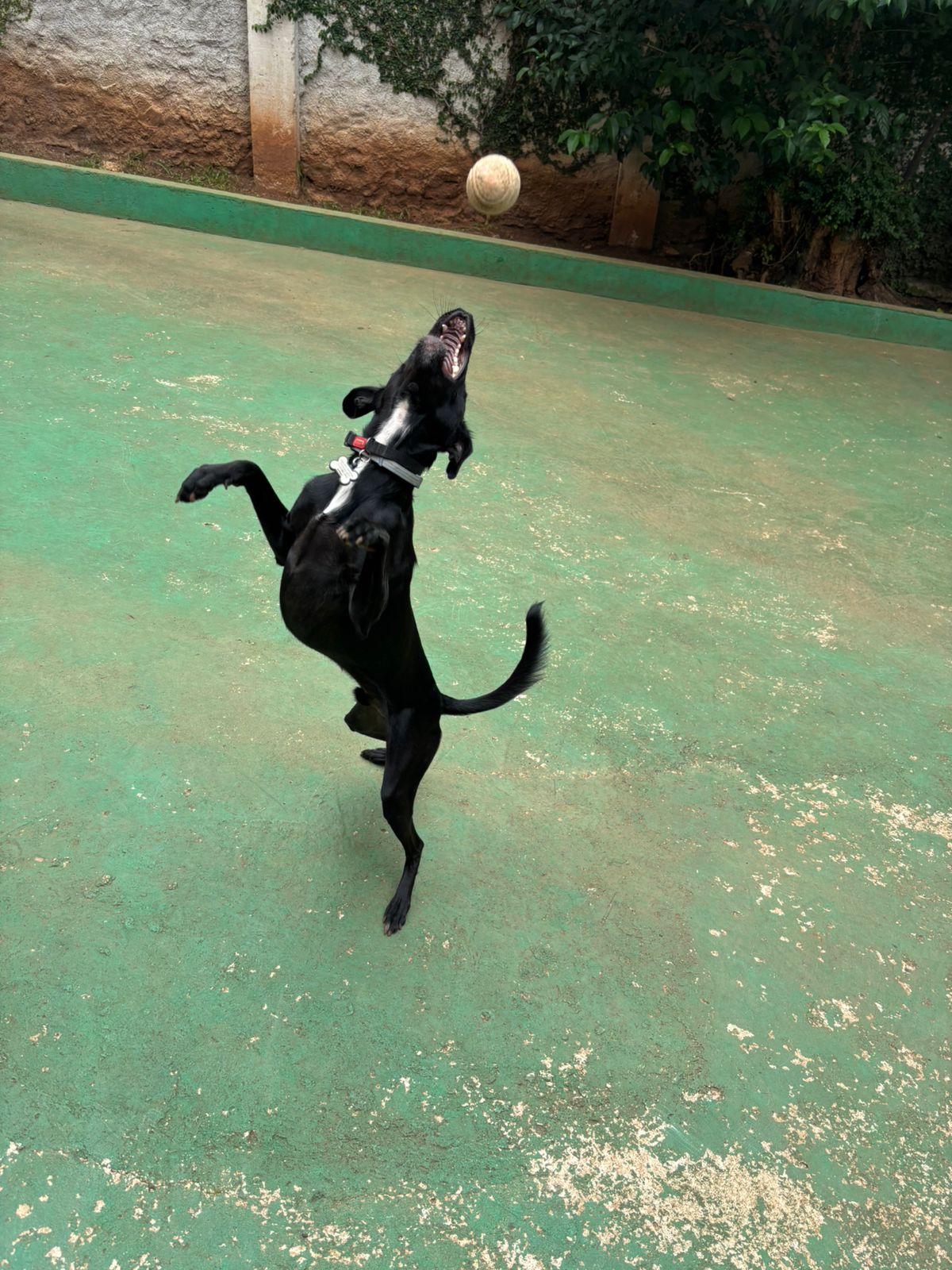 Foto do dia 24/02/2026 10:41  na clínica Animal House