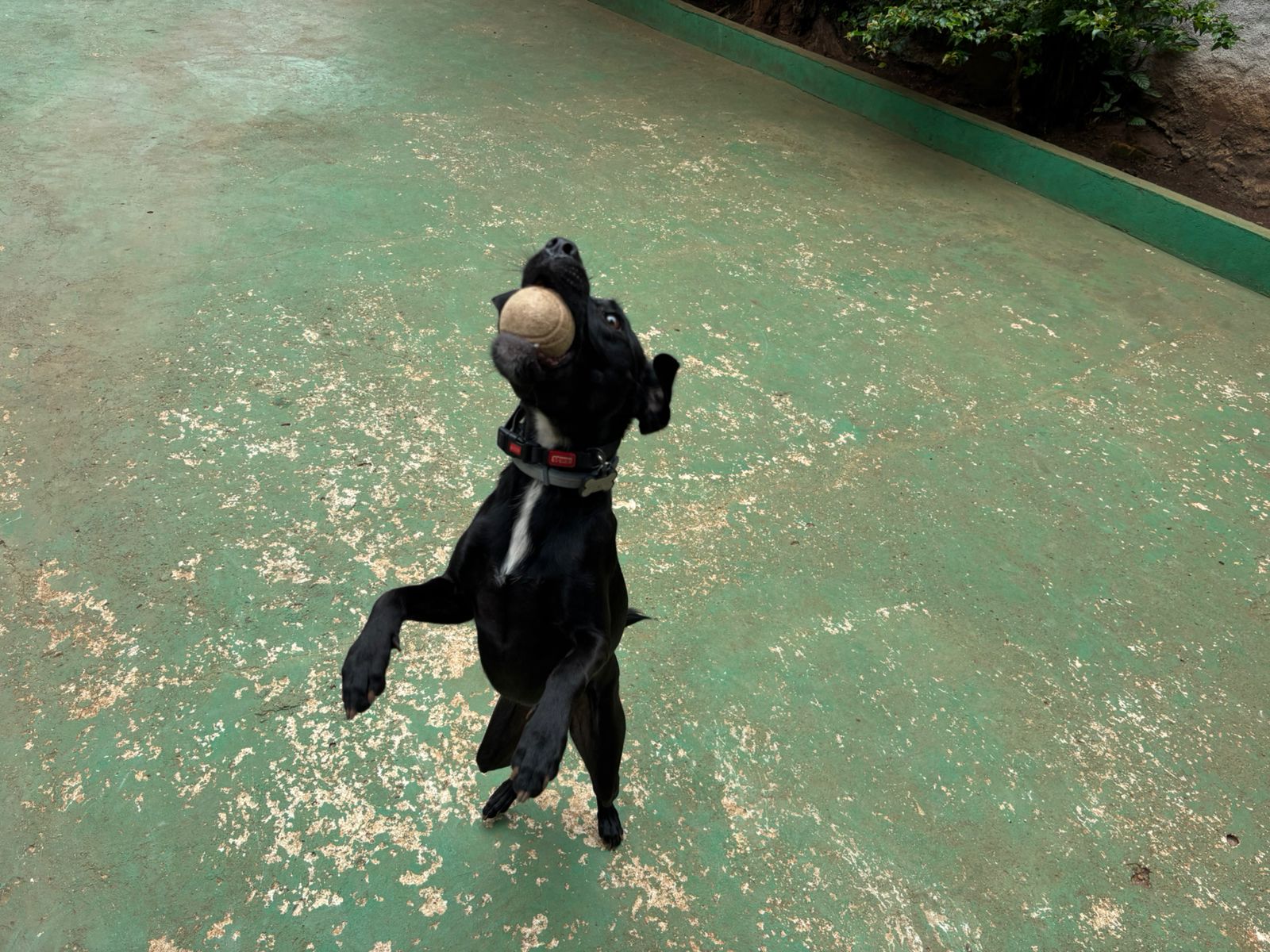 Foto do dia 24/02/2026 10:41  na clínica Animal House