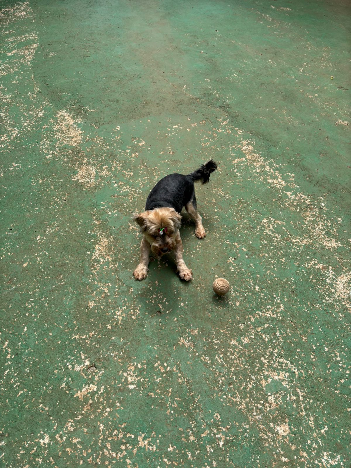 Foto do dia 24/02/2026 11:17  na clínica Animal House