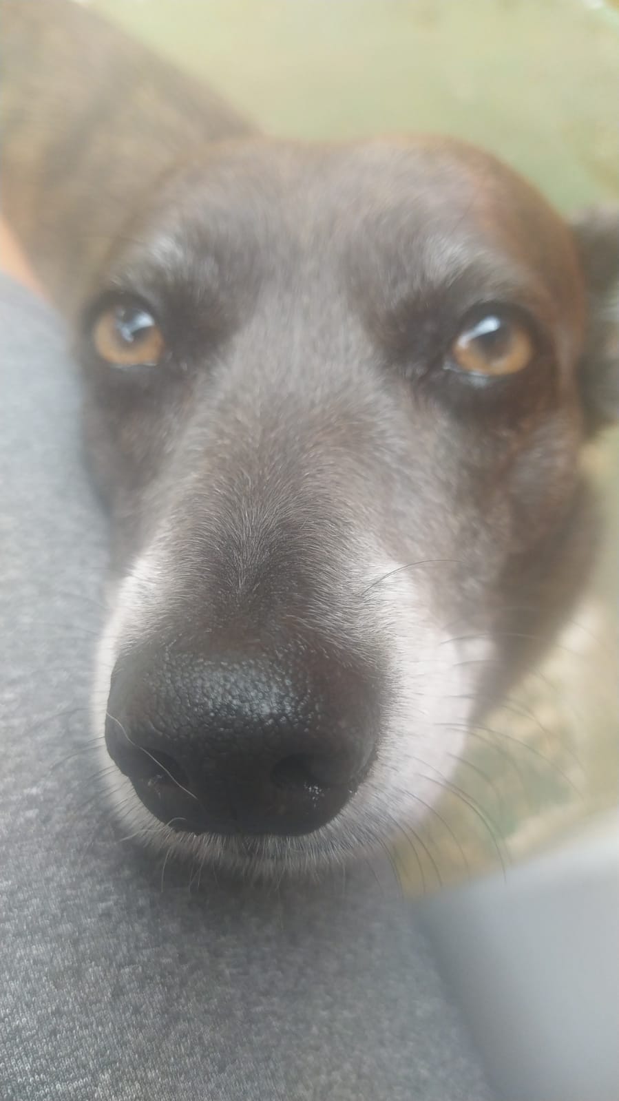 Foto do dia 24/02/2026 11:22  na clínica Animal House