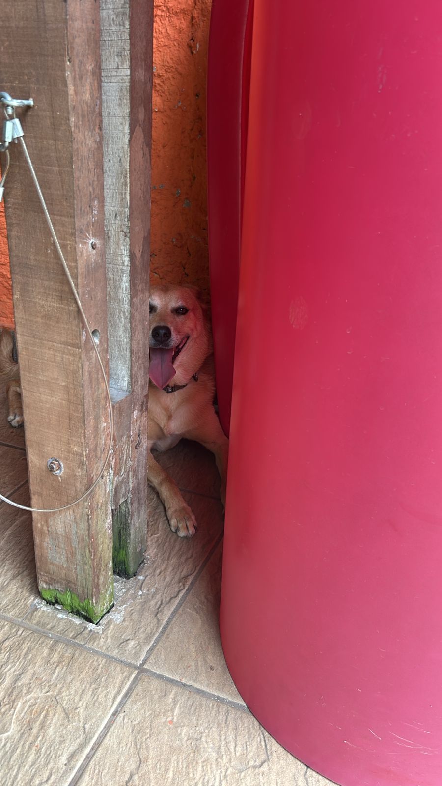 Do lado da piscina
Coitado hoje nao tem mangueira 😂😂😂