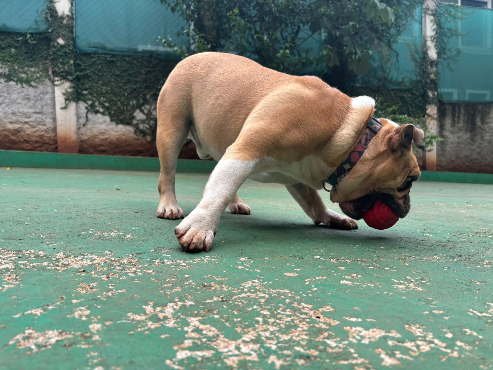 Foto do dia 25/02/2026 09:19  na clínica Animal House