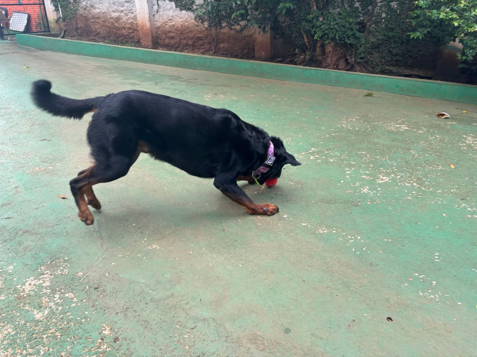 Foto do dia 25/02/2026 09:26  na clínica Animal House