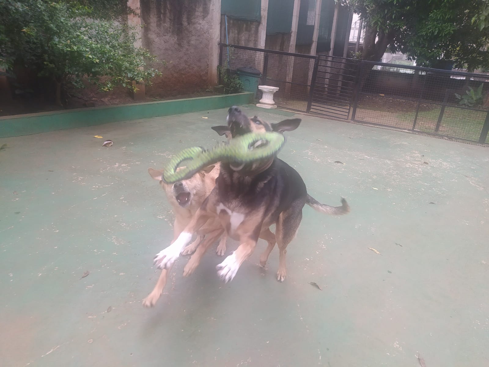 Foto do dia 25/02/2026 09:44  na clínica Animal House