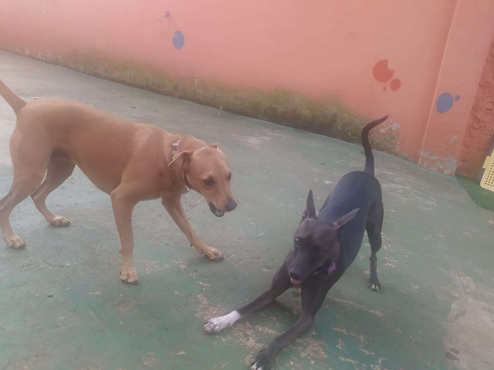 Foto do dia 25/02/2026 09:49  na clínica Animal House