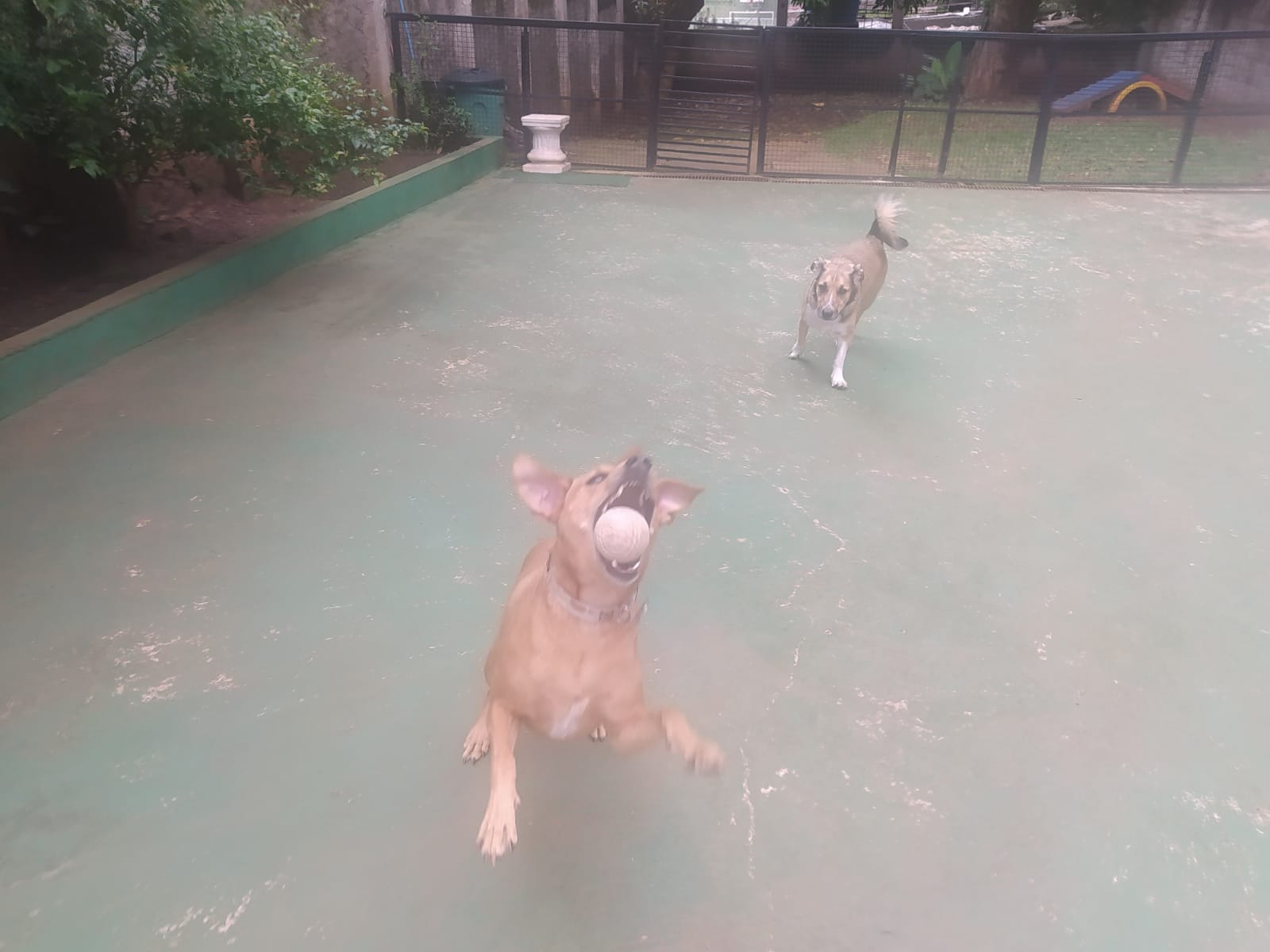 Foto do dia 25/02/2026 10:22  na clínica Animal House