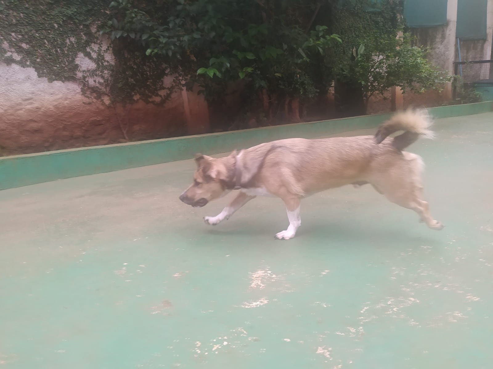 Foto do dia 25/02/2026 10:28  na clínica Animal House