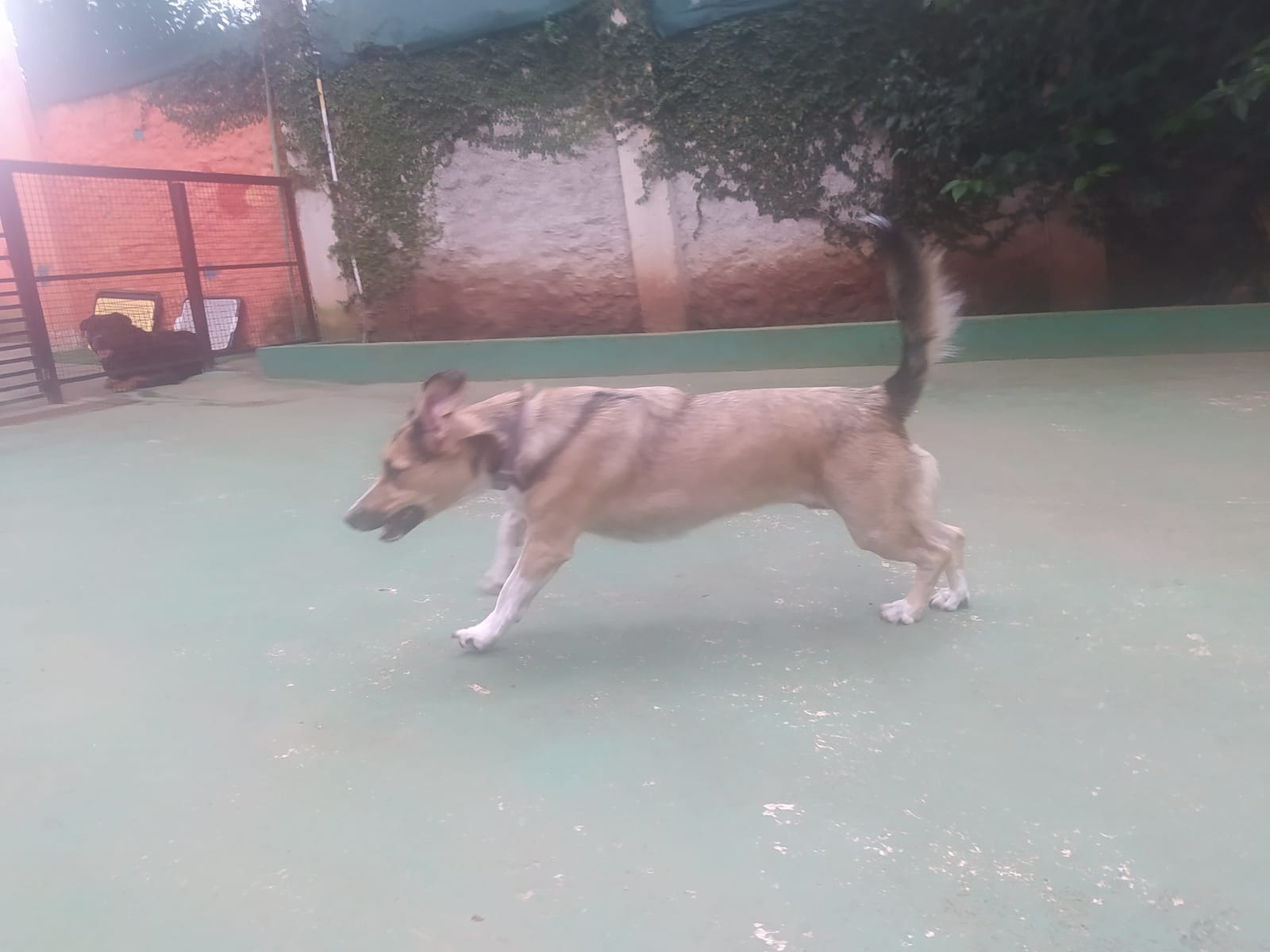 Foto do dia 25/02/2026 10:28  na clínica Animal House