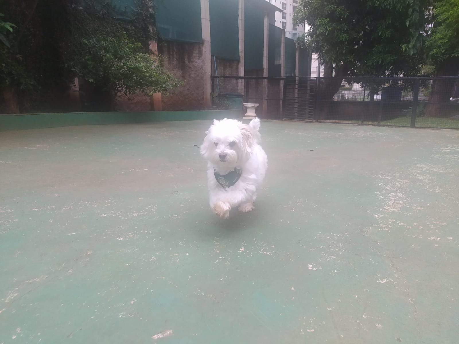 Foto do dia 25/02/2026 10:37  na clínica Animal House