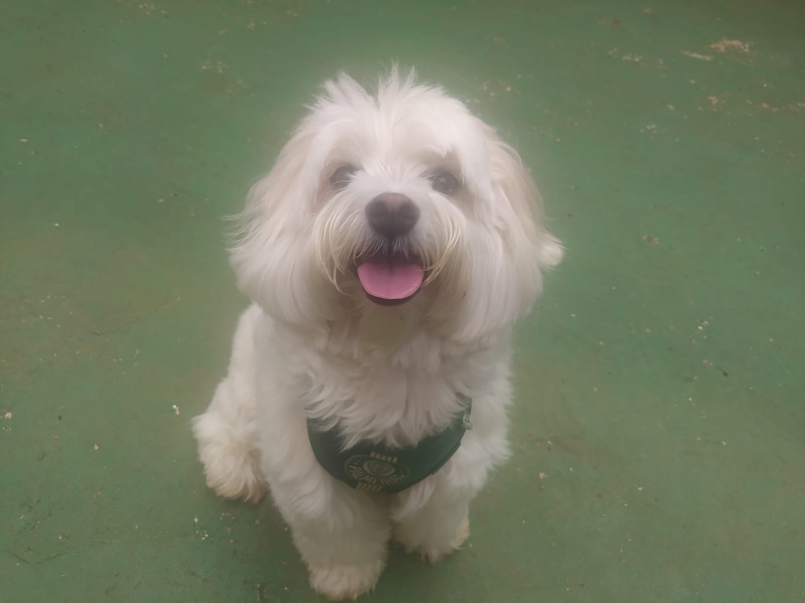 Foto do dia 25/02/2026 10:37  na clínica Animal House