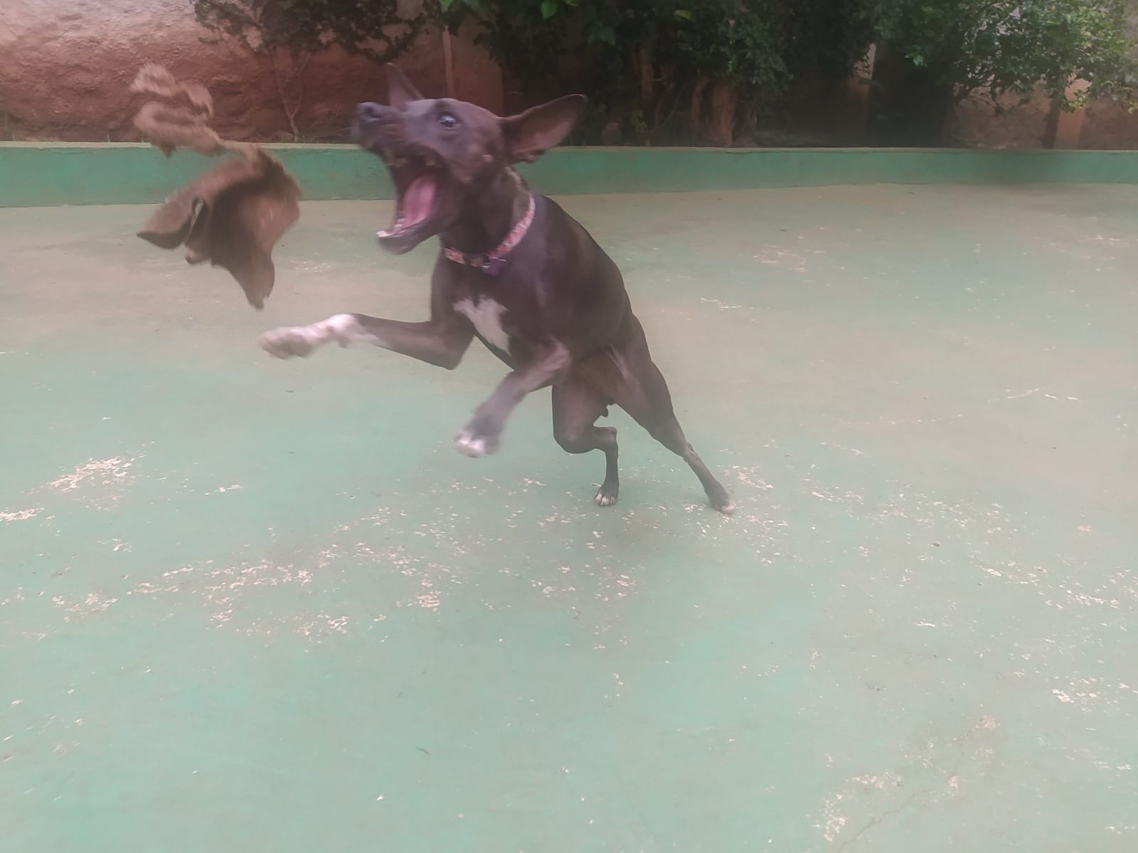 Foto do dia 25/02/2026 10:44  na clínica Animal House