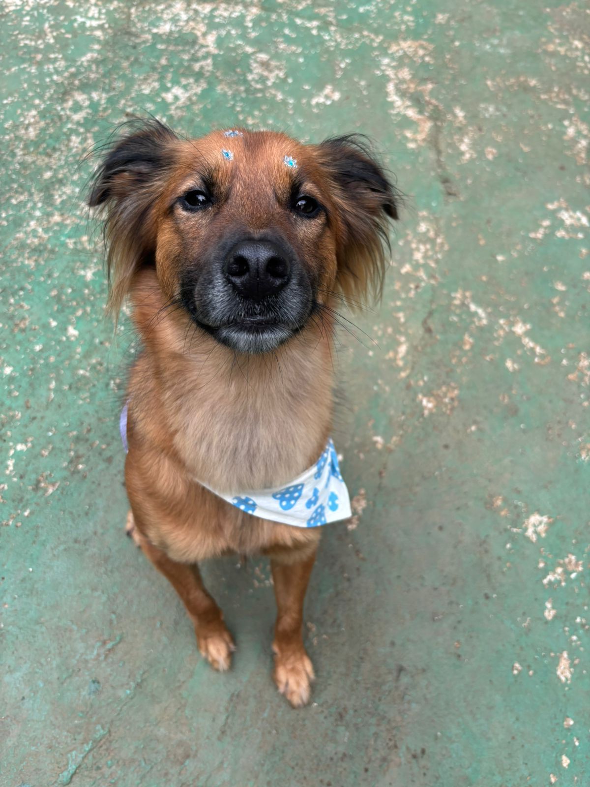 Foto do dia 25/02/2026 10:56  na clínica Animal House