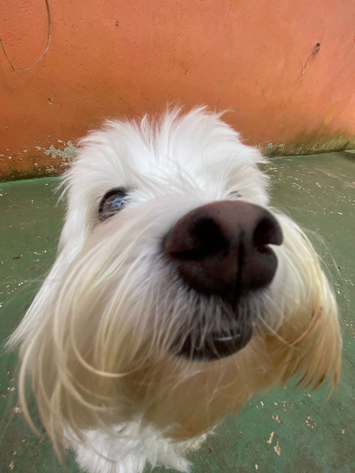 Foto do dia 25/02/2026 15:40  na clínica Animal House