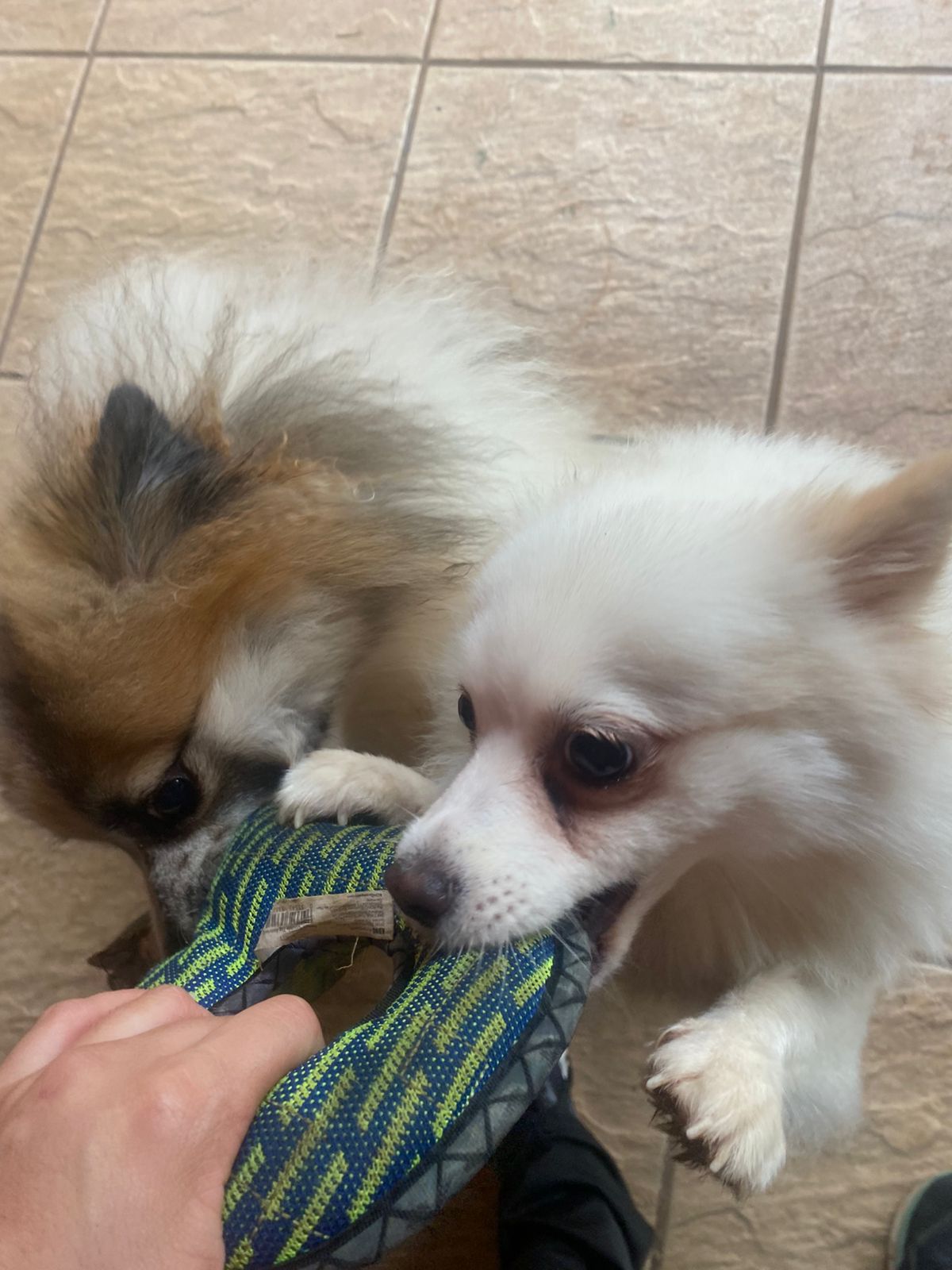 Foto do dia 26/02/2026 16:10  na clínica Animal House