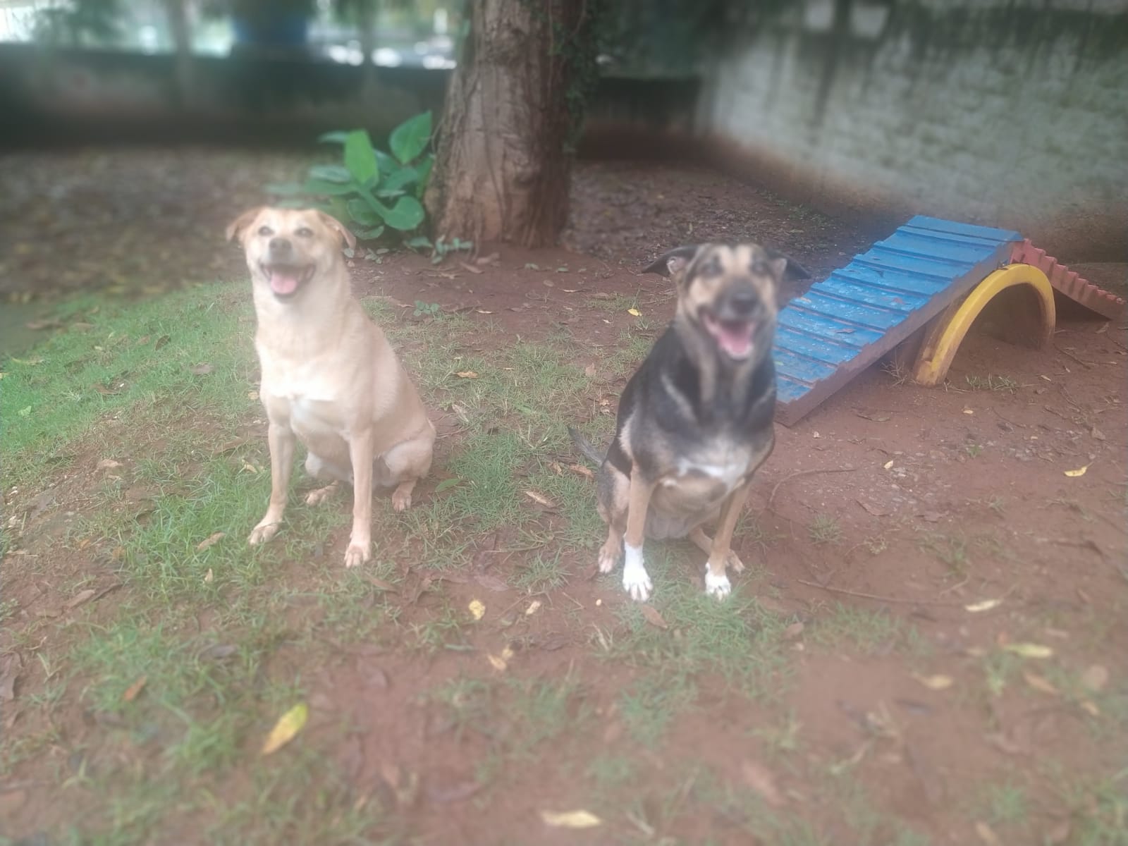 Zeca amou brincar na chuva e lama, Manhu nem tanto kkkkk