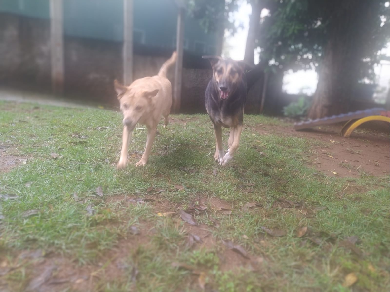 Foto do dia 27/02/2026 09:53  na clínica Animal House