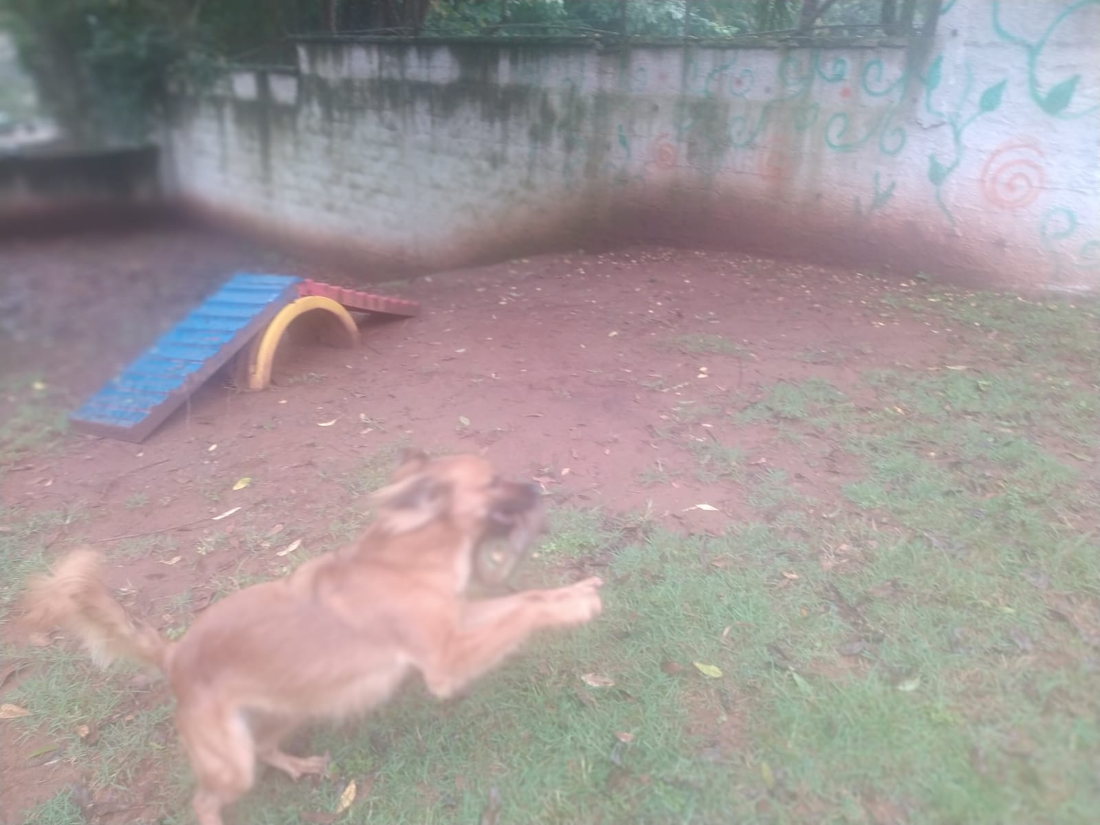 Foto do dia 27/02/2026 10:08  na clínica Animal House