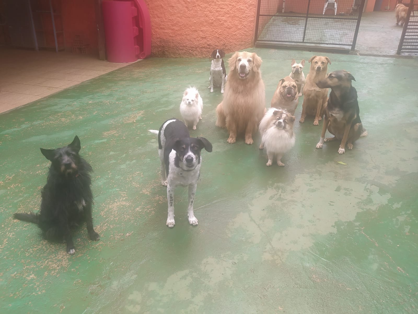 Foto do dia 27/02/2026 12:12  na clínica Animal House