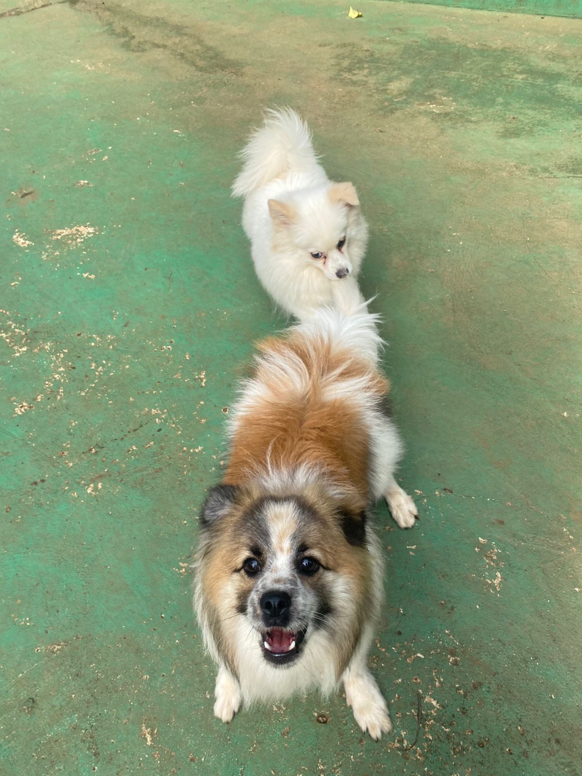 Foto do dia 27/02/2026 15:53  na clínica Animal House