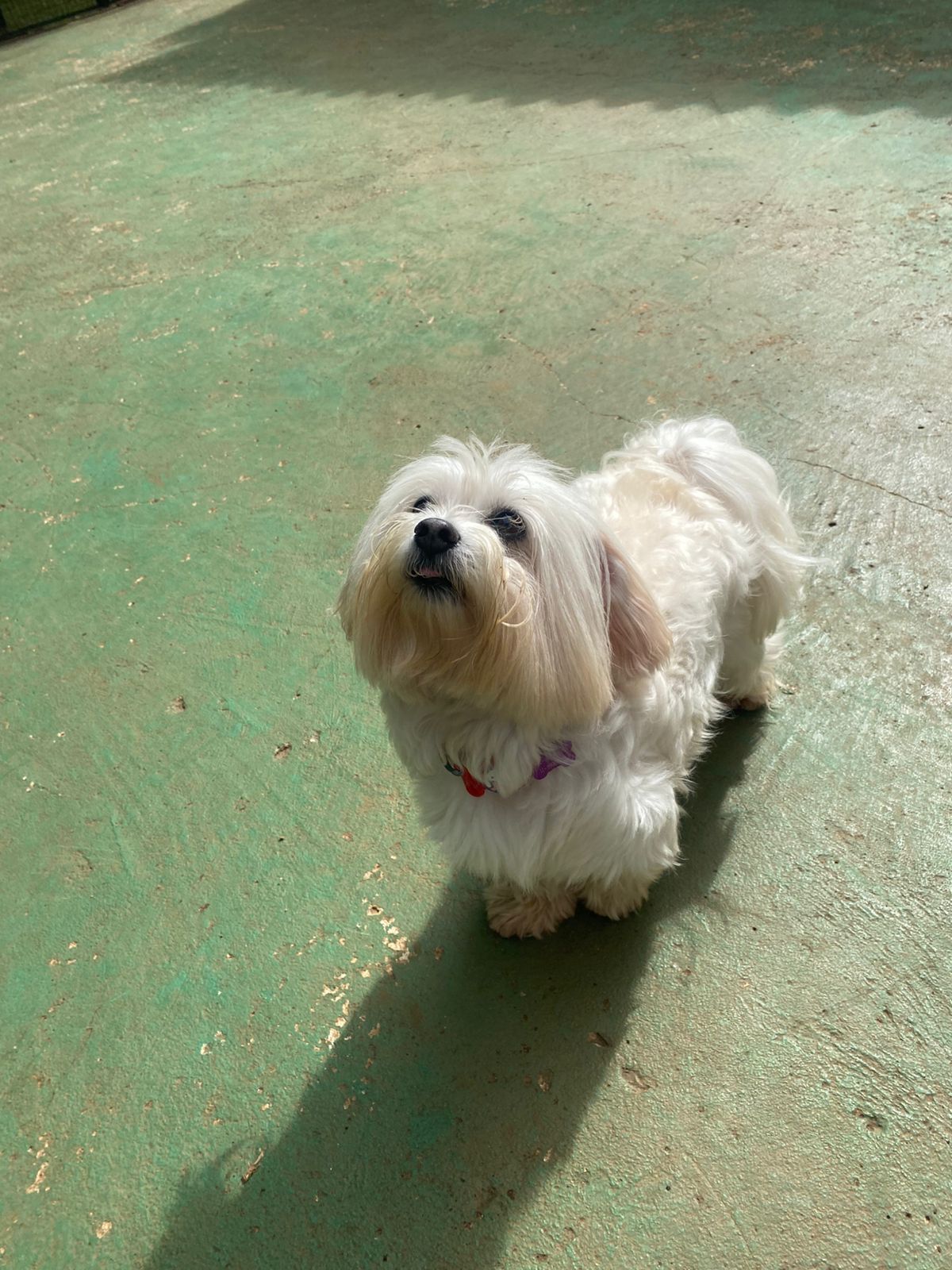 Foto do dia 27/02/2026 15:53  na clínica Animal House