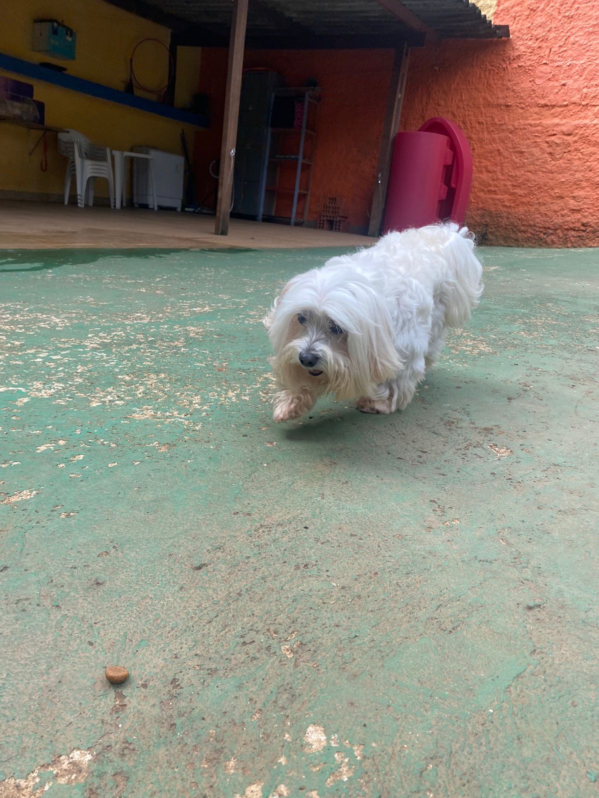 Foto do dia 27/02/2026 15:53  na clínica Animal House