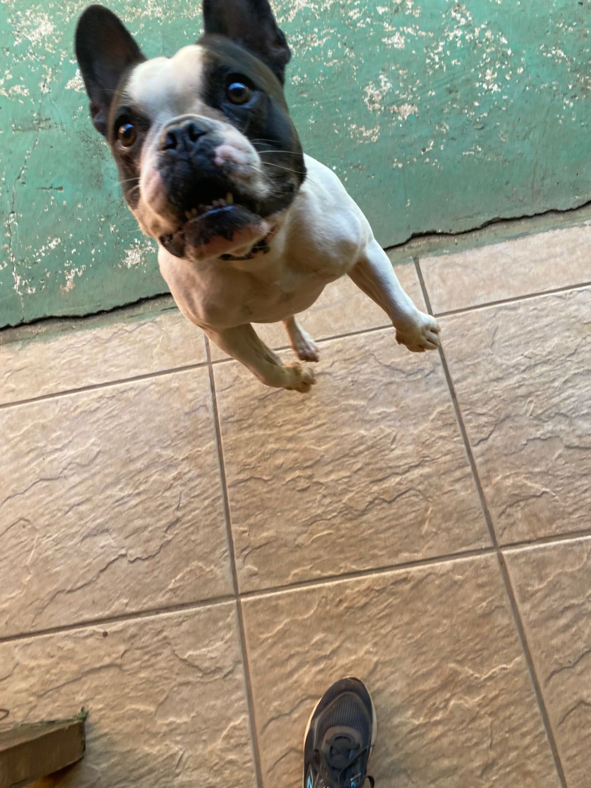 Foto do dia 02/03/2026 15:50  na clínica Animal House