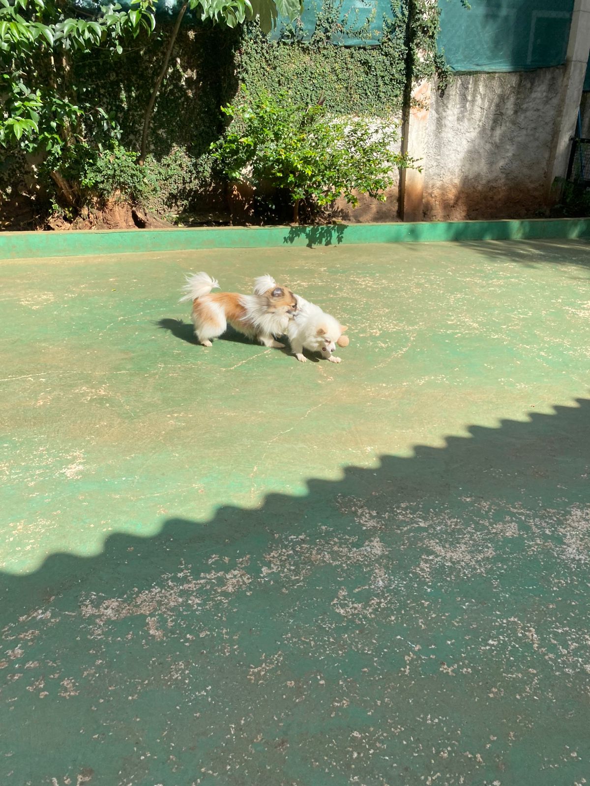 Foto do dia 02/03/2026 15:50  na clínica Animal House