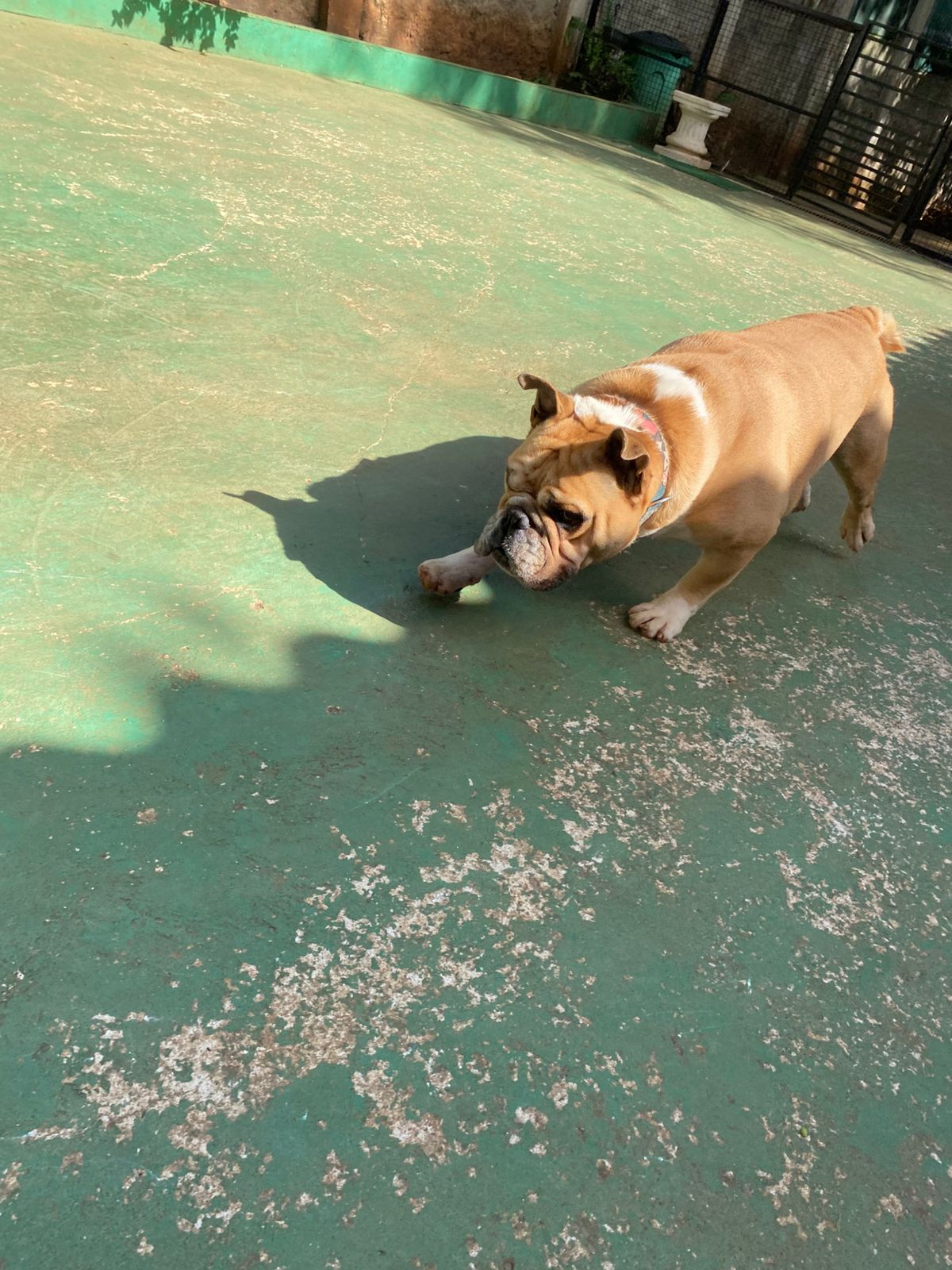 Foto do dia 02/03/2026 15:50  na clínica Animal House