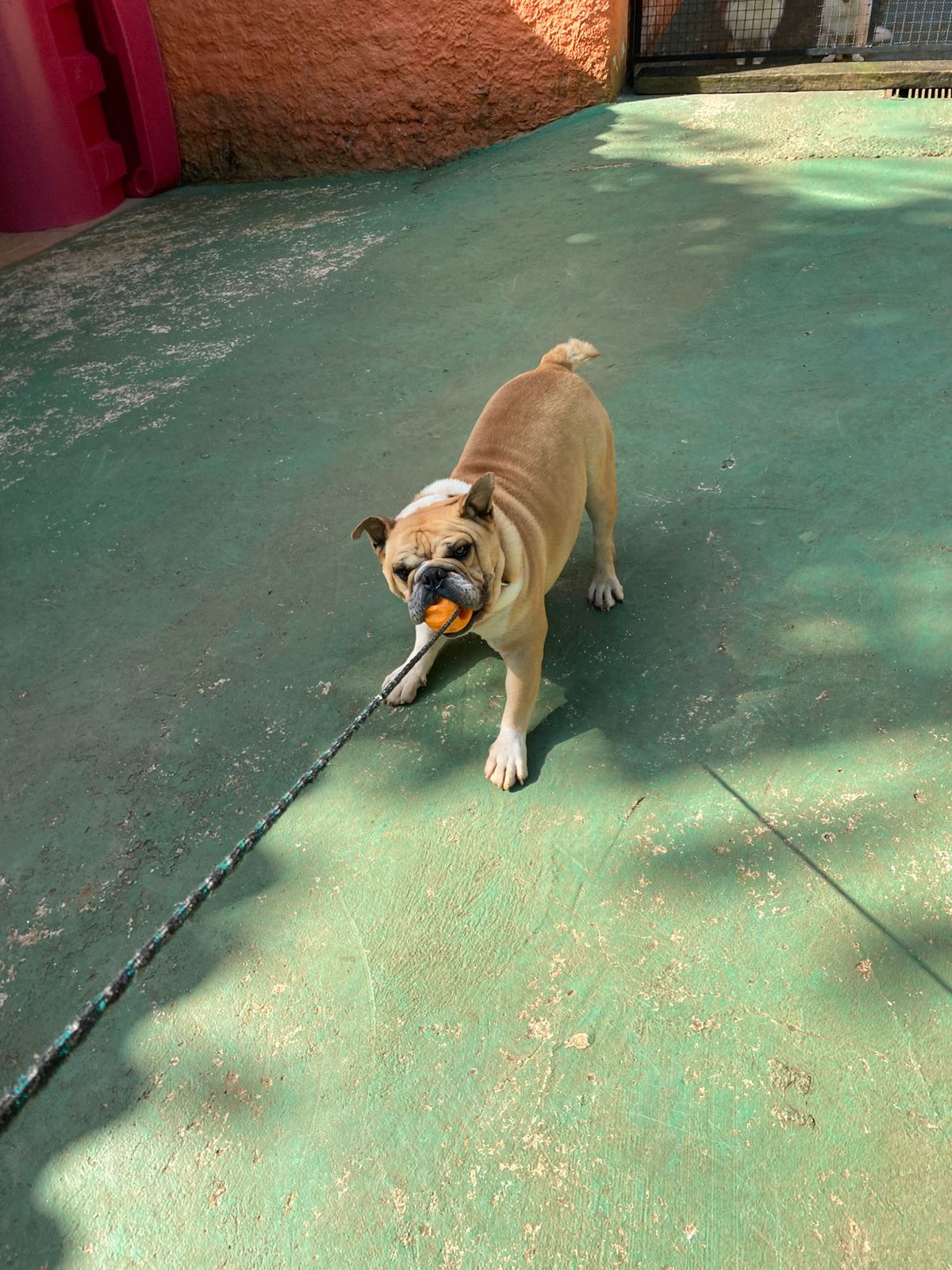 Foto do dia 02/03/2026 15:50  na clínica Animal House