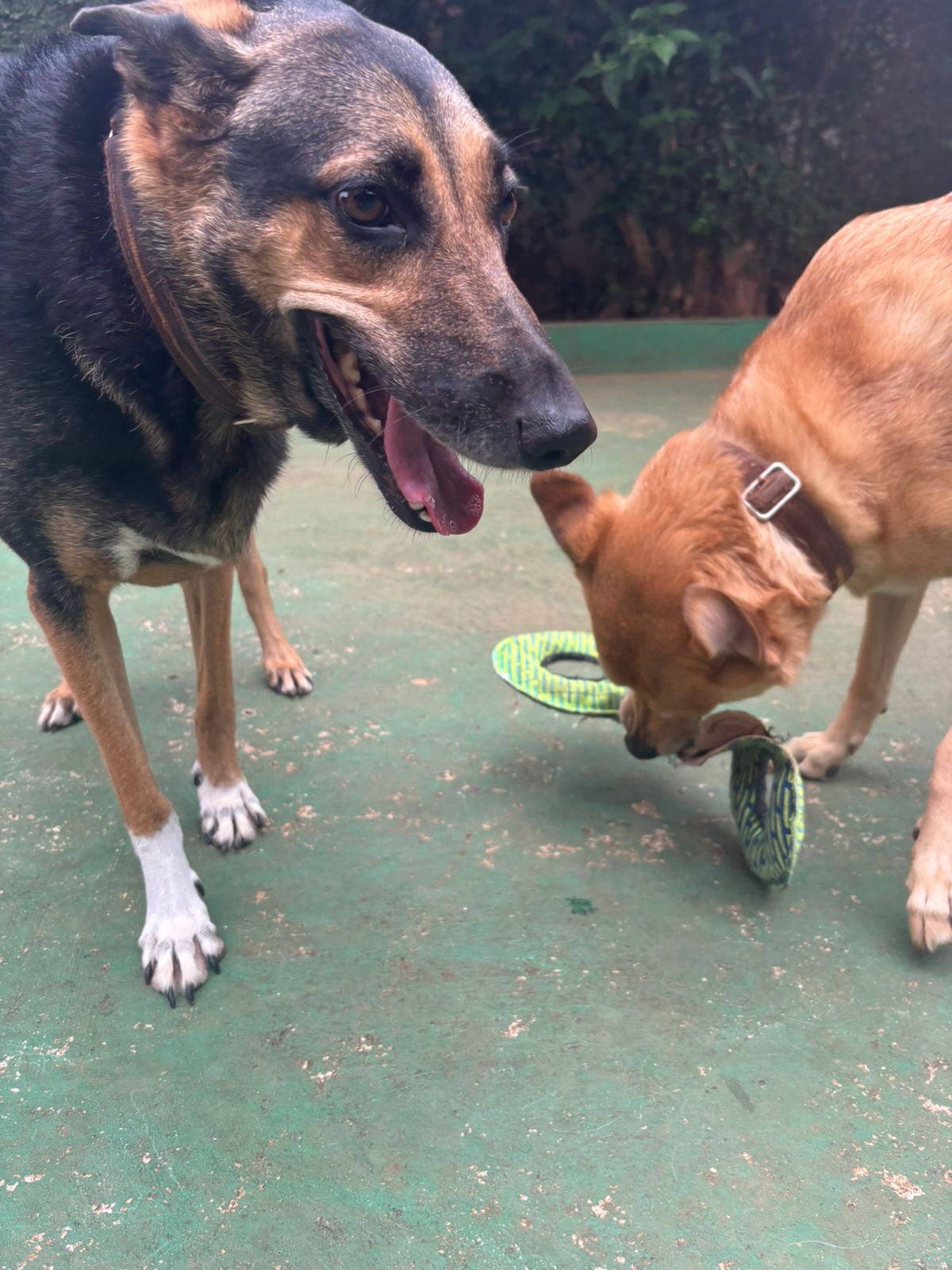 Foto do dia 03/03/2026 10:09  na clínica Animal House