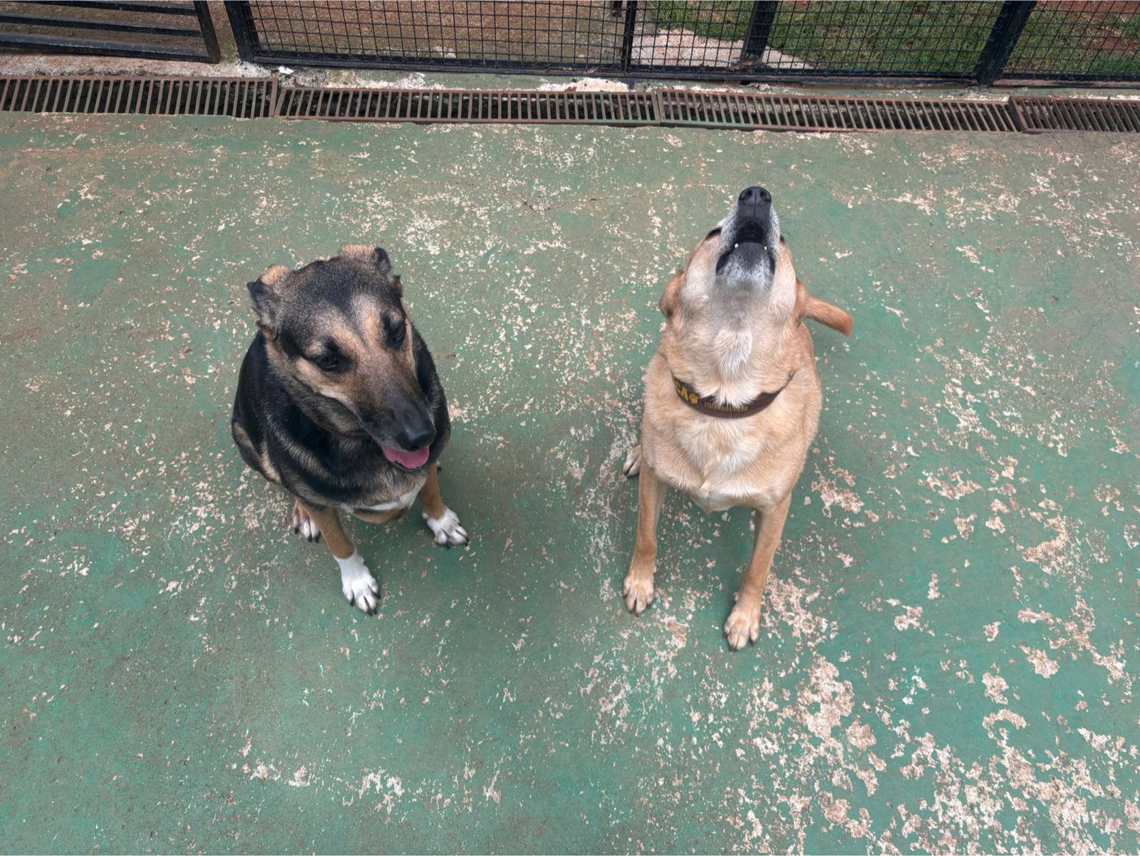 Foto do dia 03/03/2026 10:09  na clínica Animal House