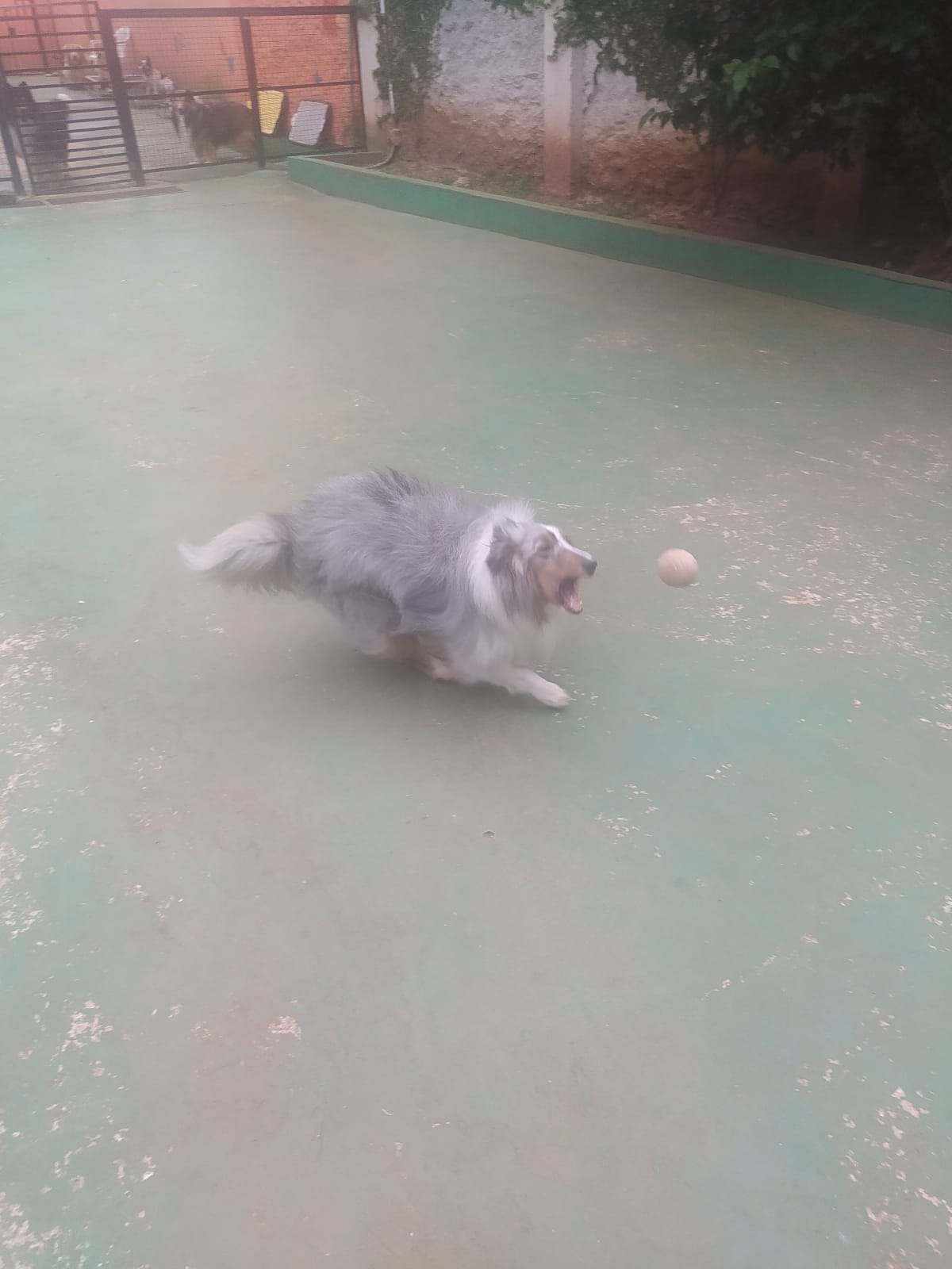 Foto do dia 03/03/2026 10:33  na clínica Animal House