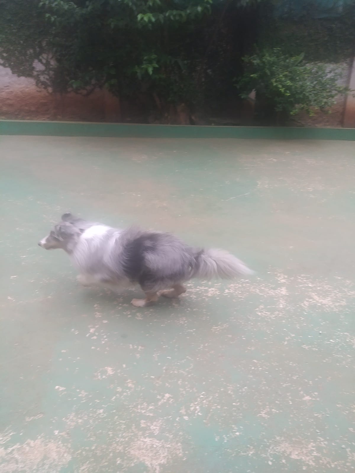 Foto do dia 03/03/2026 10:33  na clínica Animal House