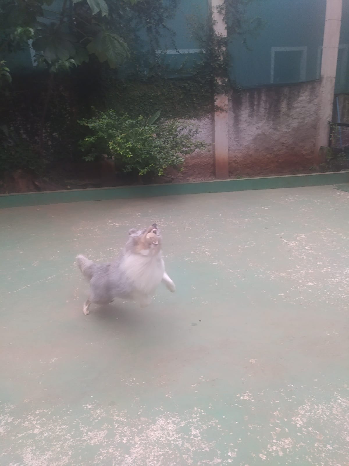 Foto do dia 03/03/2026 10:33  na clínica Animal House