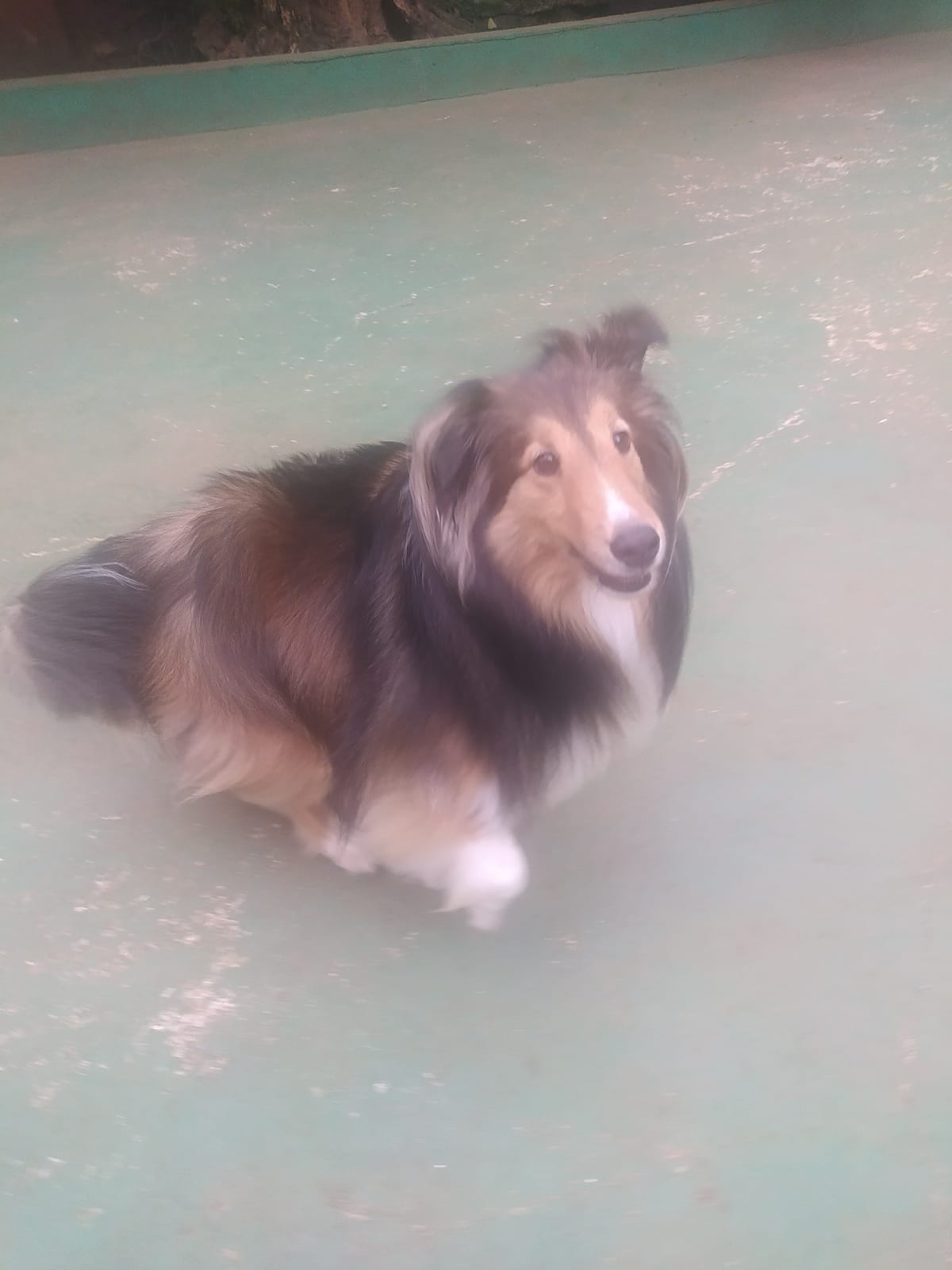 Foto do dia 03/03/2026 10:54  na clínica Animal House